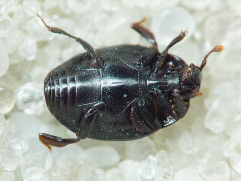 Dendrophilus (Dendrophilus) punctatus (Herbst, 1792)